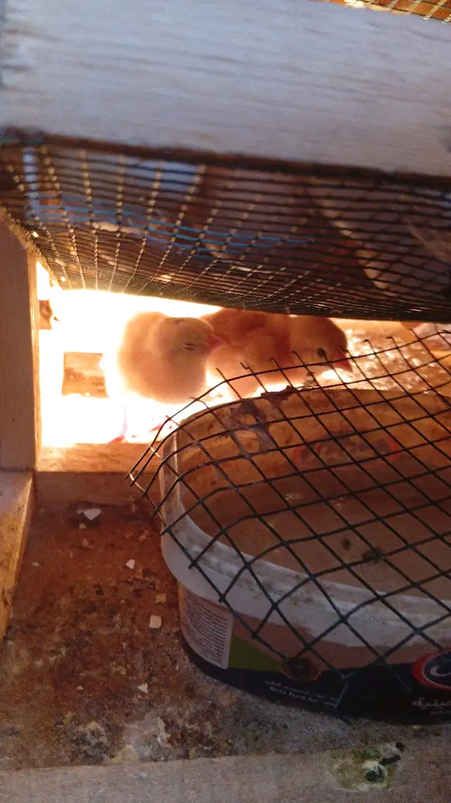 Newly hatched chicks under the lamp in our incubator
